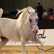 2010 Dubai International Arabian Horse Championships