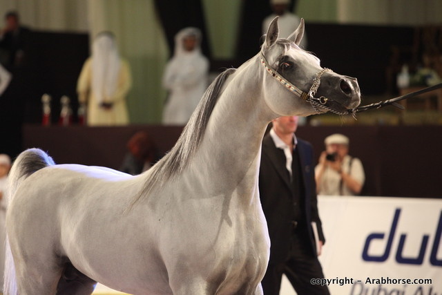 2010 Dubai International Arabian Horse Championships