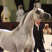 2010 Dubai International Arabian Horse Championships