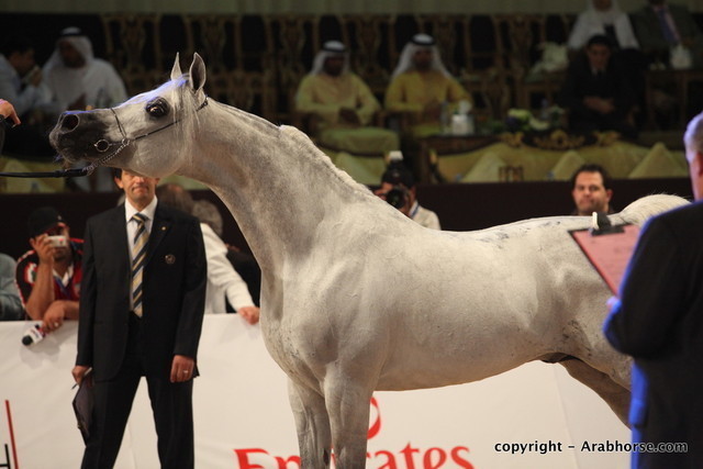 2010 Dubai International Arabian Horse Championships