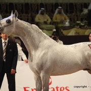 2010 Dubai International Arabian Horse Championships
