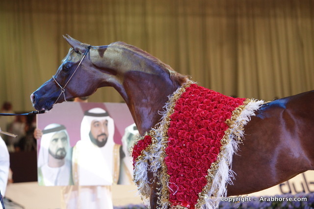 2010 Dubai International Arabian Horse Championships