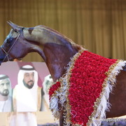 2010 Dubai International Arabian Horse Championships