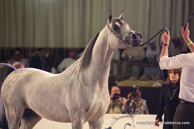 2010 Dubai International Arabian Horse Championships