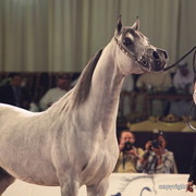 2010 Dubai International Arabian Horse Championships