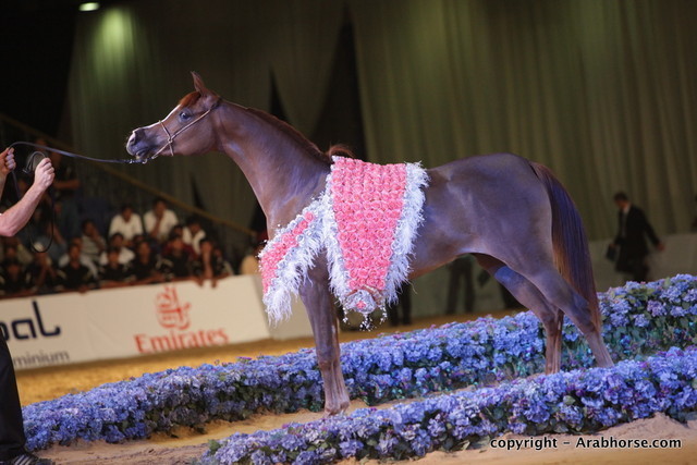2010 Dubai International Arabian Horse Championships