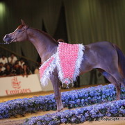 2010 Dubai International Arabian Horse Championships