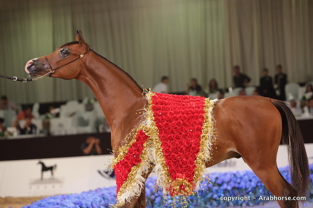 2010 Dubai International Arabian Horse Championships