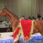 2010 Dubai International Arabian Horse Championships