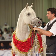 2010 Dubai International Arabian Horse Championships