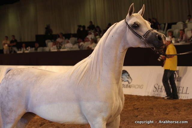 2010 Dubai International Arabian Horse Championships