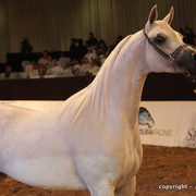 2010 Dubai International Arabian Horse Championships