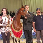 2010 Dubai International Arabian Horse Championships