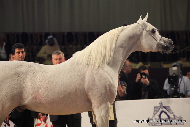 2010 Dubai International Arabian Horse Championships