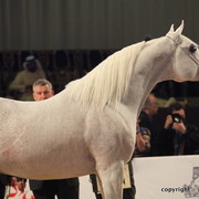 2010 Dubai International Arabian Horse Championships