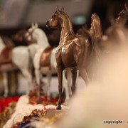 2010 Dubai International Arabian Horse Championships