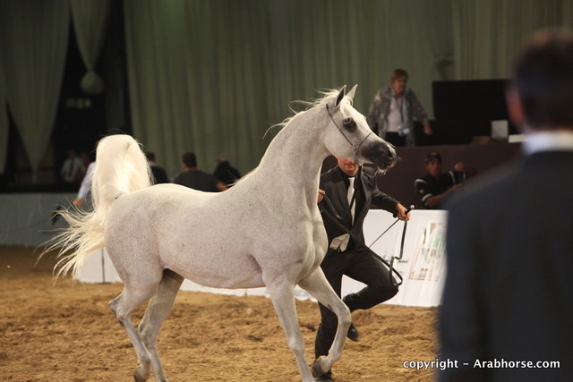 2010 Dubai International Arabian Horse Championships