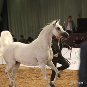 2010 Dubai International Arabian Horse Championships