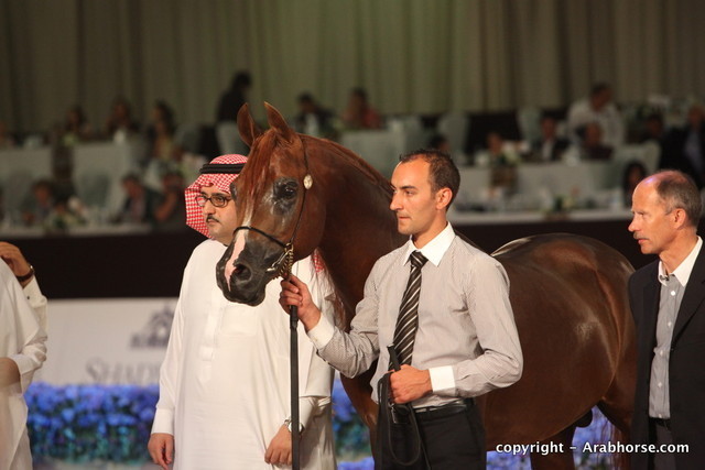 2010 Dubai International Arabian Horse Championships