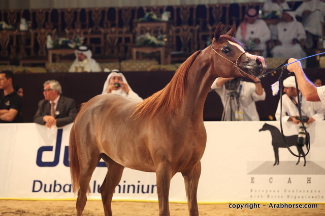 2010 Dubai International Arabian Horse Championships