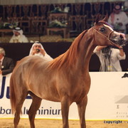 2010 Dubai International Arabian Horse Championships