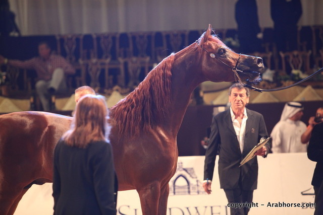 2010 Dubai International Arabian Horse Championships