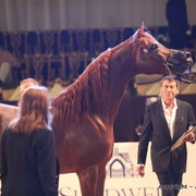 2010 Dubai International Arabian Horse Championships
