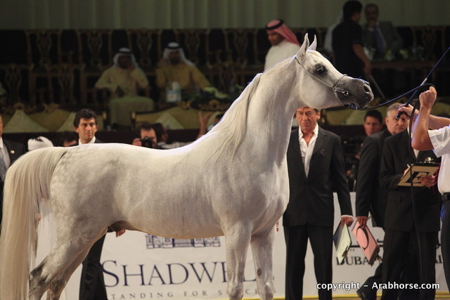 2010 Dubai International Arabian Horse Championships