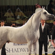 2010 Dubai International Arabian Horse Championships