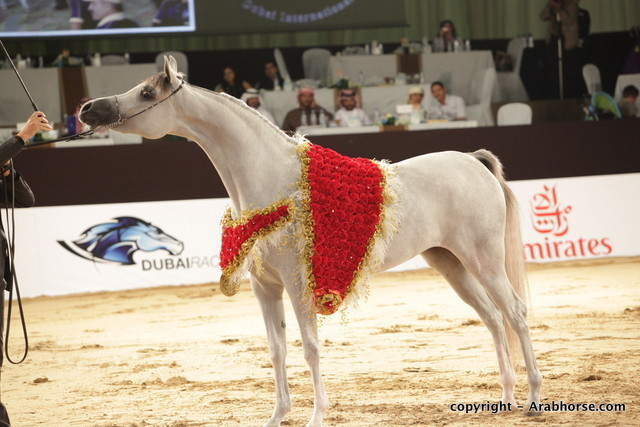 2010 Dubai International Arabian Horse Championships