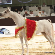 2010 Dubai International Arabian Horse Championships