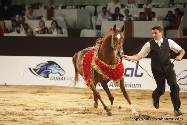 2010 Dubai International Arabian Horse Championships