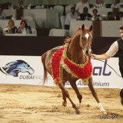 2010 Dubai International Arabian Horse Championships
