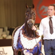 2010 Dubai International Arabian Horse Championships