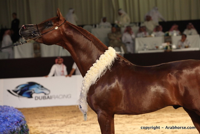 2010 Dubai International Arabian Horse Championships