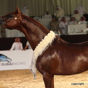 2010 Dubai International Arabian Horse Championships