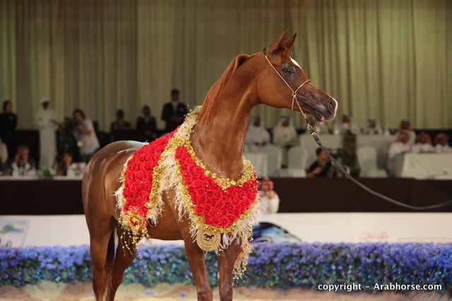 2010 Dubai International Arabian Horse Championships