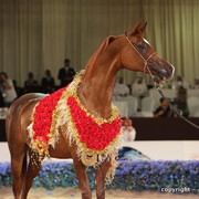 2010 Dubai International Arabian Horse Championships