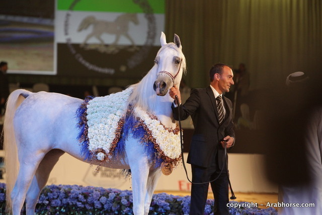 2010 Dubai International Arabian Horse Championships