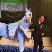 2010 Dubai International Arabian Horse Championships