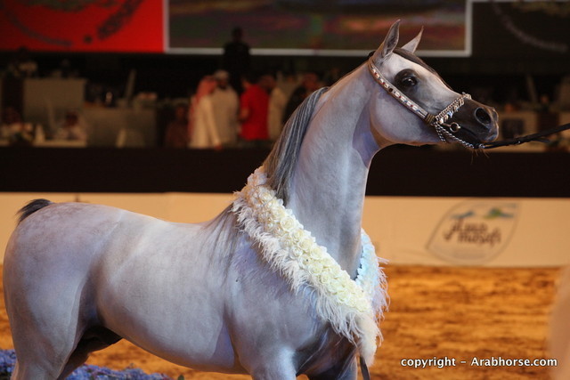 2010 Dubai International Arabian Horse Championships