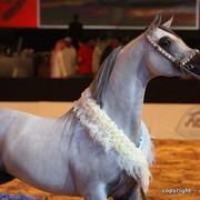 2010 Dubai International Arabian Horse Championships