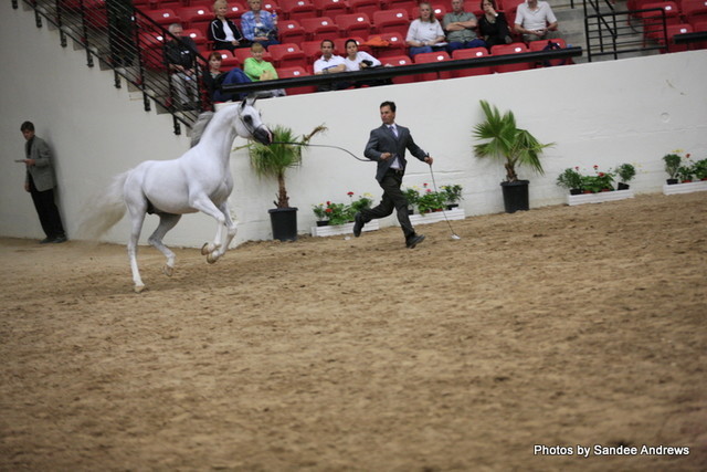 2010 Arabian Breeders World Cup