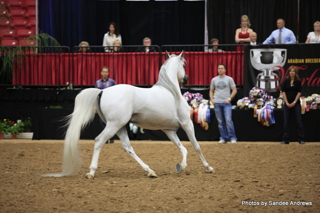 2010 Arabian Breeders World Cup