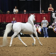 2010 Arabian Breeders World Cup