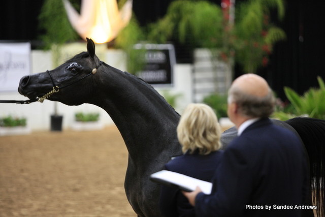 2010 Arabian Breeders World Cup