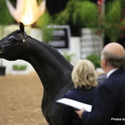 2010 Arabian Breeders World Cup