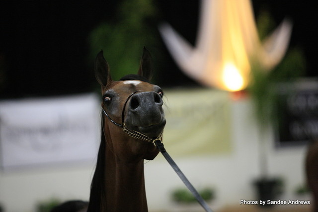 2010 Arabian Breeders World Cup