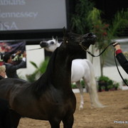 2010 Arabian Breeders World Cup