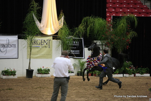 2010 Arabian Breeders World Cup